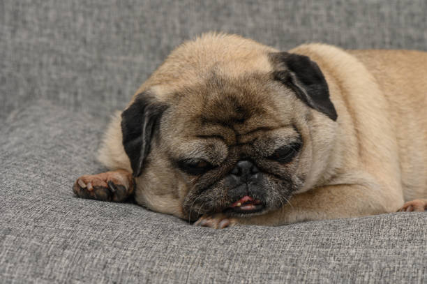 istock Pug resting comfortably on a cozy gray sofa in a warm indoor setting 2188978578