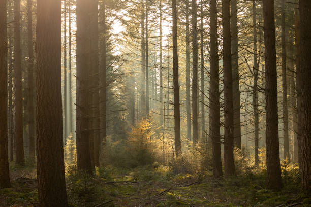 istock Beautiful light between the pine trees, in the forest, early morning 2188978681