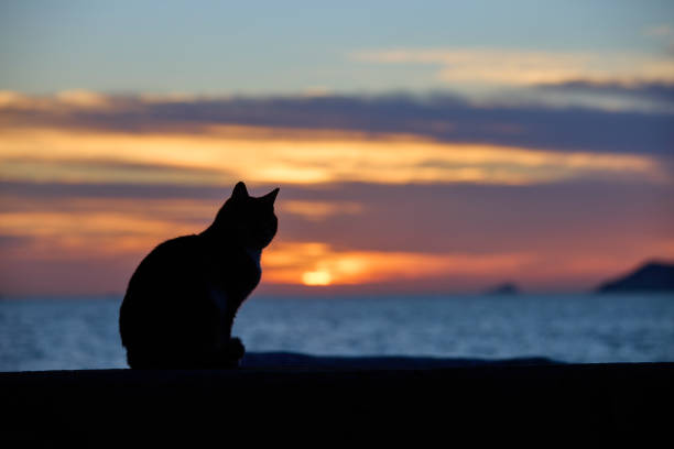 istock dark cat sitting versus sea landscape 2188979276