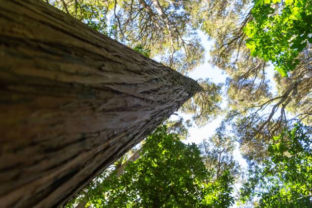 istock Upward view of a tree trunk in a forest. 2188979380