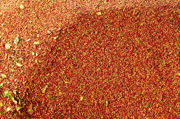 close up of fresh coffee beans for background