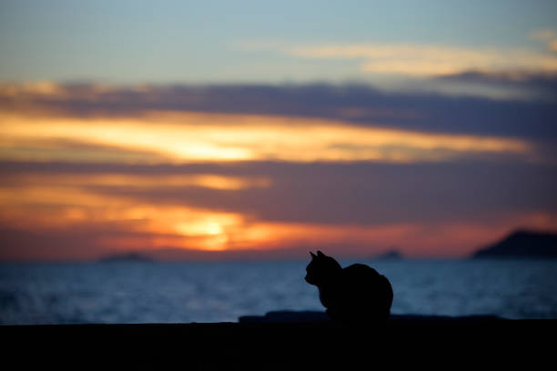 istock dark cat sitting versus sea landscape 2188979515