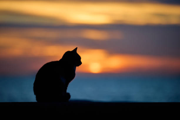 istock dark cat sitting versus sea landscape 2188979709