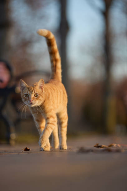 stray ginger tabby cat walking in the park sunset time