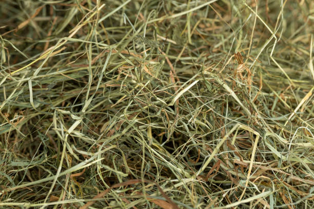 istock Dehydrated Dried Grass for hay production in agriculture 2188982281