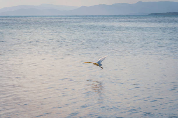 white egret flying over the sea