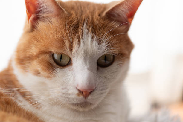 istock Cat relaxing in the room 2188985658