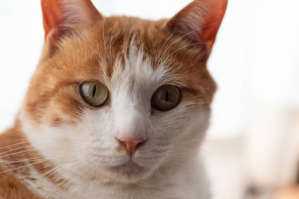 istock Cat relaxing in the room 2188985683