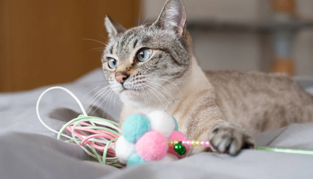 istock cute cat playing with toys 2188985724
