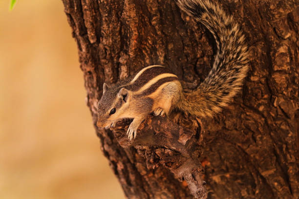 istock Close up of Indian palm squirrel on tree. ground squirrels, chipmunks, marmots, flying squirrels. Squirrels are members of the family Sciuridae, a family that includes small or medium-size rodents. 2188985937