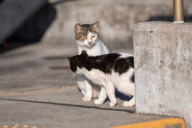 istock Two kittens living in an alley 2188986840