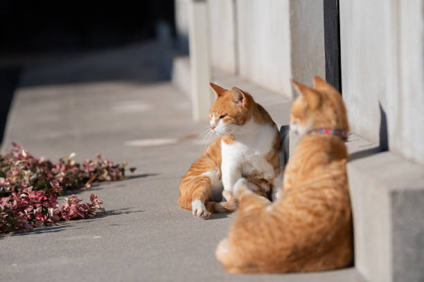 Two cats relaxing in their favorite spot