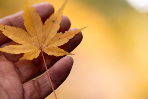 A person holding yellow leaves