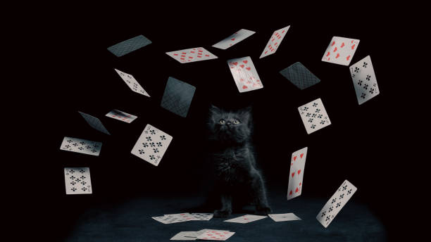 istock playing cards fall on a little kitten sitting on a black table 2188988408