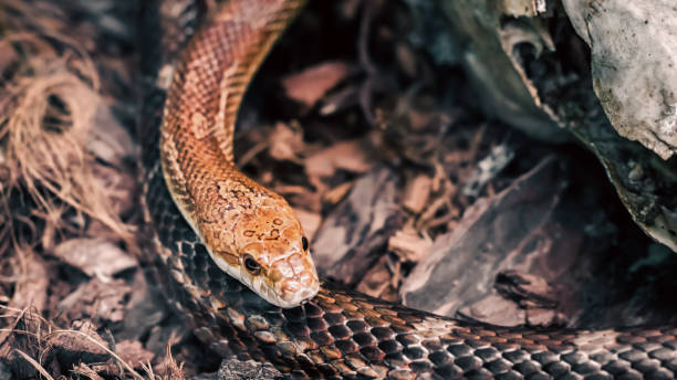 istock dangerous snake hunting in the forest 2188988443
