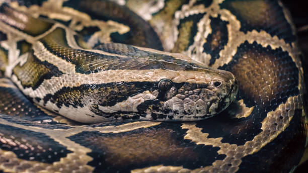 istock big snake anaconda close up 2188988480