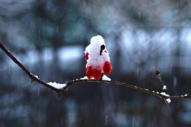 istock Snow-covered red berries in winter. 2188990458