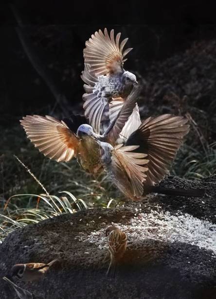 istock Birds in mid-flight over rocky surface with seeds. 2188990478
