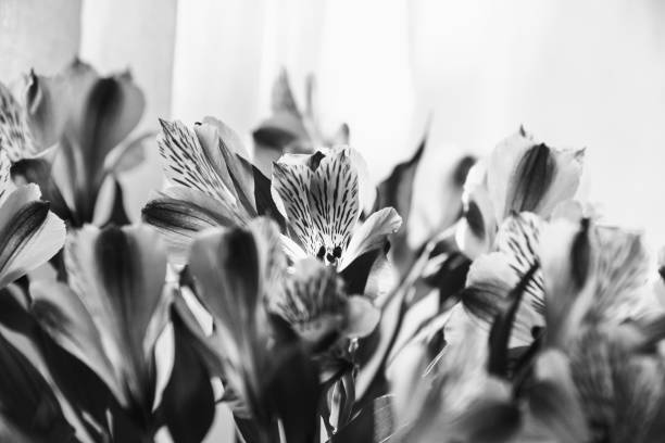Beautiful lily flowers with window curtain at background. Funeral flowers background. Grief, memorial, mourning concepts. Black white photography. Selective focus