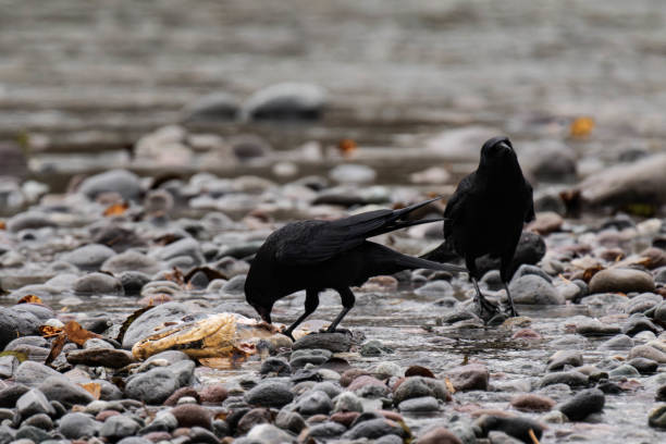 Raven eating salmon in British Columbia, Canada