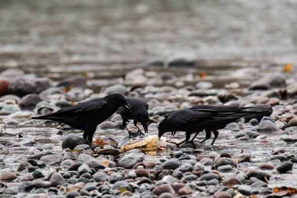 Raven eating salmon in British Columbia, Canada
