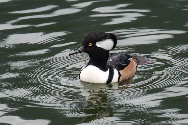 istock Hooded merganser (Lophodytes cucullatus) swimming on a lake 2188996428