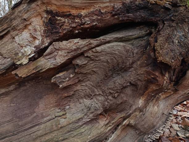Background of old broken wood. Structure of old wood broken in half.