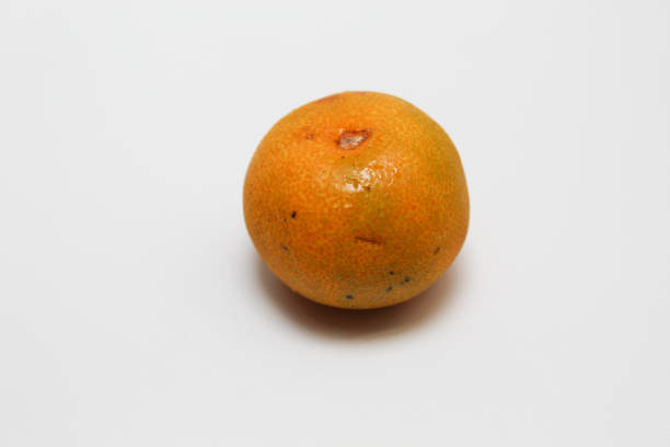 One Citrus reticulata or mandarin orange, isolated on white background
