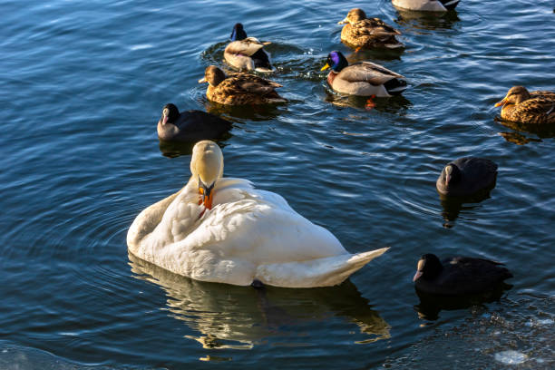 Swan in wintertime