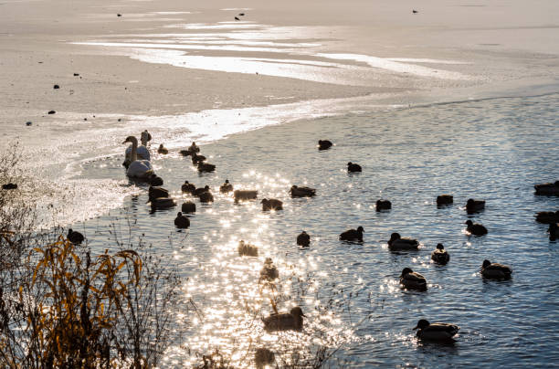 Swan in wintertime