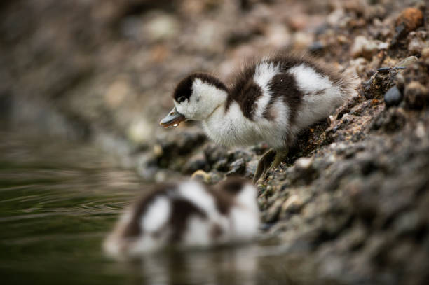 The Common Shelduck (Tadorna tadorna) is a strikingly beautiful and large waterfowl species found across Europe and parts of Asia. It is a member of the Anatidae family, and is known for its vivid plumage and distinctive appearance, making it one of the most recognizable duck species in its range.