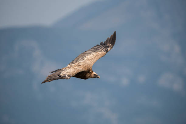 istock Eurasian griffon vulture - Gyps fulvus 2188998107