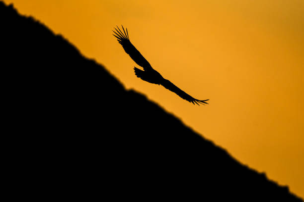 istock Eurasian griffon vulture - Gyps fulvus 2188998130