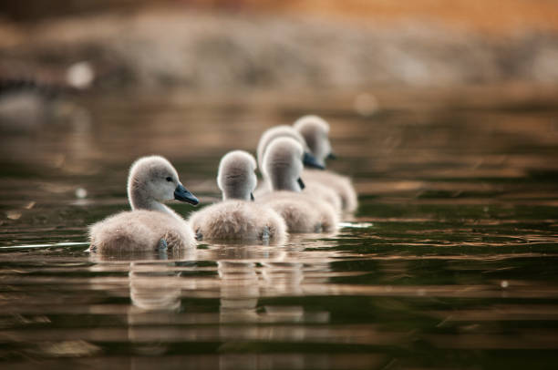 The Mute Swan (Cygnus olor) is a large, elegant waterbird in the family Anatidae, known for its graceful appearance and association with idyllic landscapes. Native to Europe and Asia, it has also been introduced to North America and other parts of the world. Despite its name, the Mute Swan is not entirely silent but is quieter than other swan species, emitting soft grunts, hisses, and occasional wing noises.