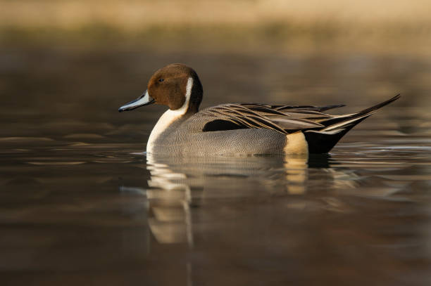 istock Northern Pintail - Anas acuta 2188998248