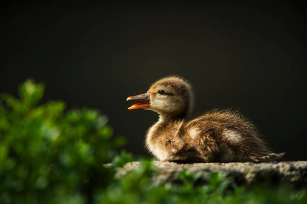 The Red-crested Pochard (Netta rufina) is a large and strikingly colorful species of diving duck found across parts of Europe, North Africa, and Central Asia. It is renowned for its vibrant plumage and unique appearance, especially in males during the breeding season.