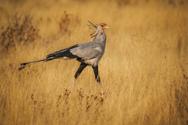 Secretarybird Bird Animal - Free photo on Pixabay