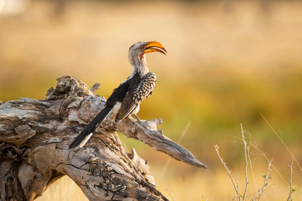 istock Southern yellow-billed hornbill - Tockus leucomelas 2188998364