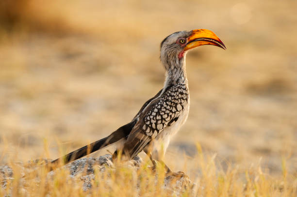 istock Southern yellow-billed hornbill - Tockus leucomelas 2188998380