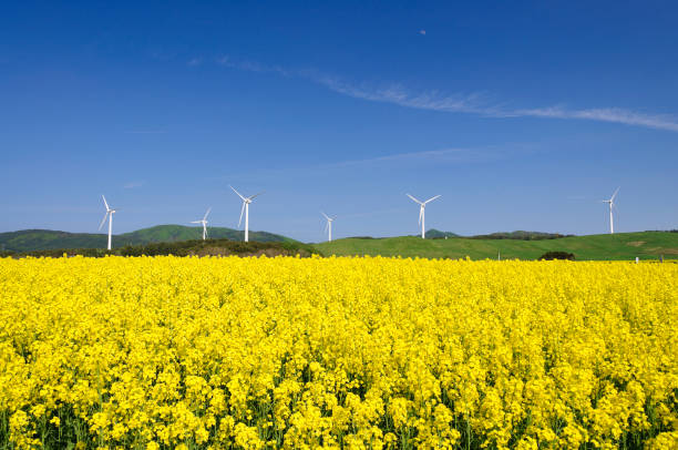 istock Rape blossom field and windmill, Yokohama Town, Aomori Prefecture 2188998762