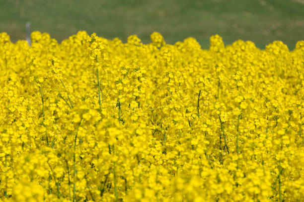 istock Rape blossom field, Yokohama Town, Aomori Prefecture 2188998797