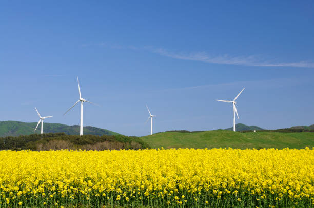 istock Rape blossom field and windmill, Yokohama Town, Aomori Prefecture 2188998836
