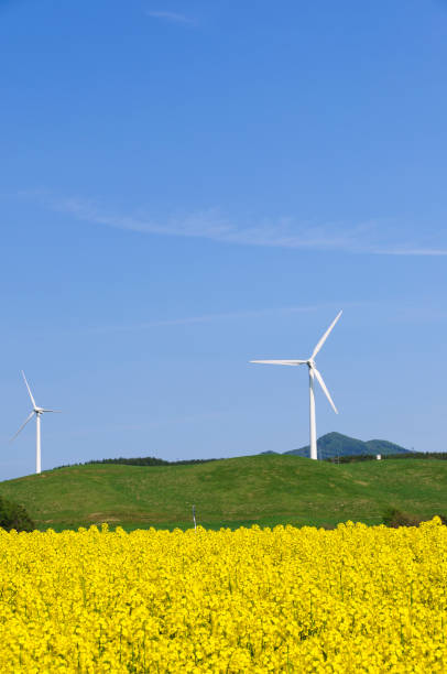 istock Rape blossom field and windmill, Yokohama Town, Aomori Prefecture 2188998845