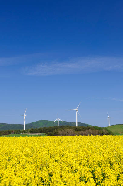 istock Rape blossom field and windmill, Yokohama Town, Aomori Prefecture 2188998876