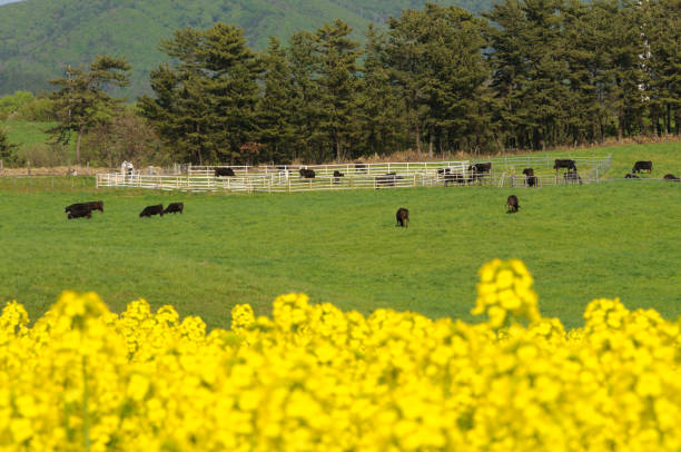 Rape flower field and grazing cattle, Yokohama Town, Aomori Prefecture