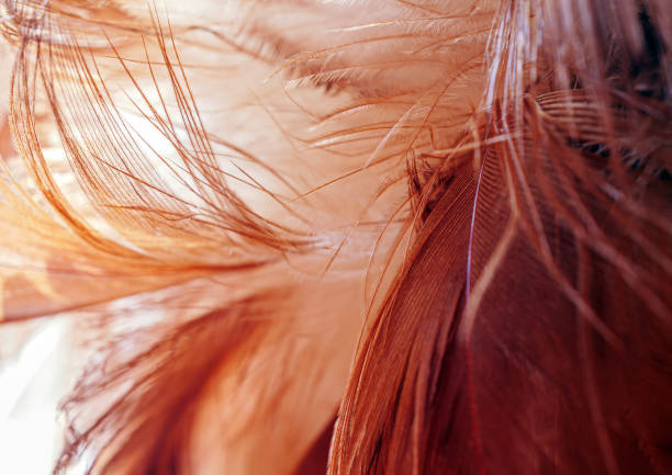 Brown feather details Macro Close-Up Shot