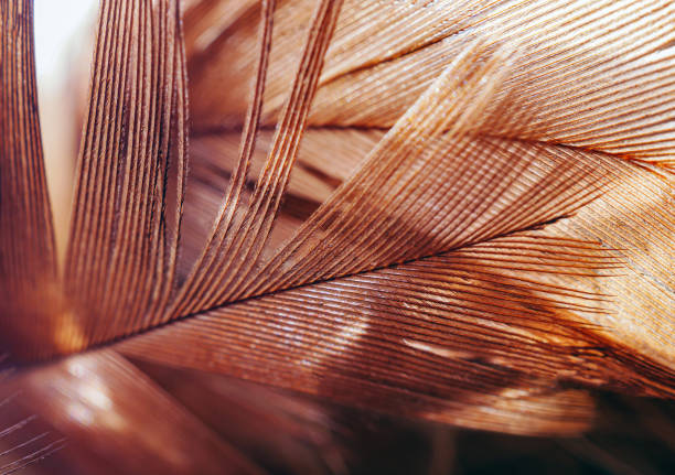 istock Brown feather details Macro Close-Up Shot 2189000174