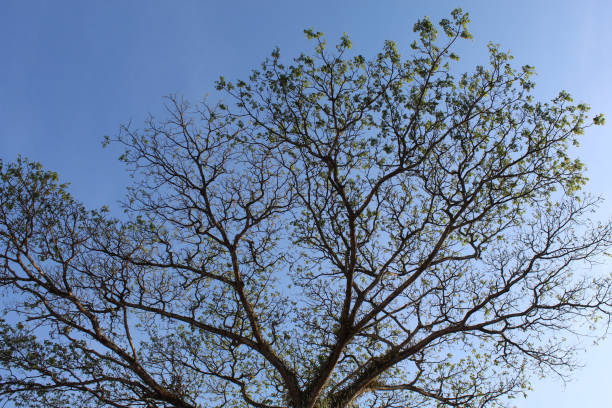 istock High trees, view from below, with clear blue sky background 2189001510