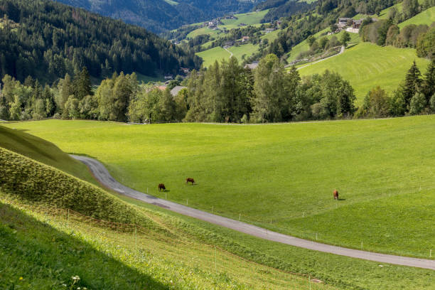 istock Cows eating grass on a green pasture 2189002151