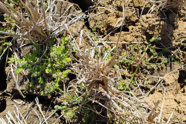 istock Cracked fields and dry plants during long dry season, flat lay or top view 2189004320